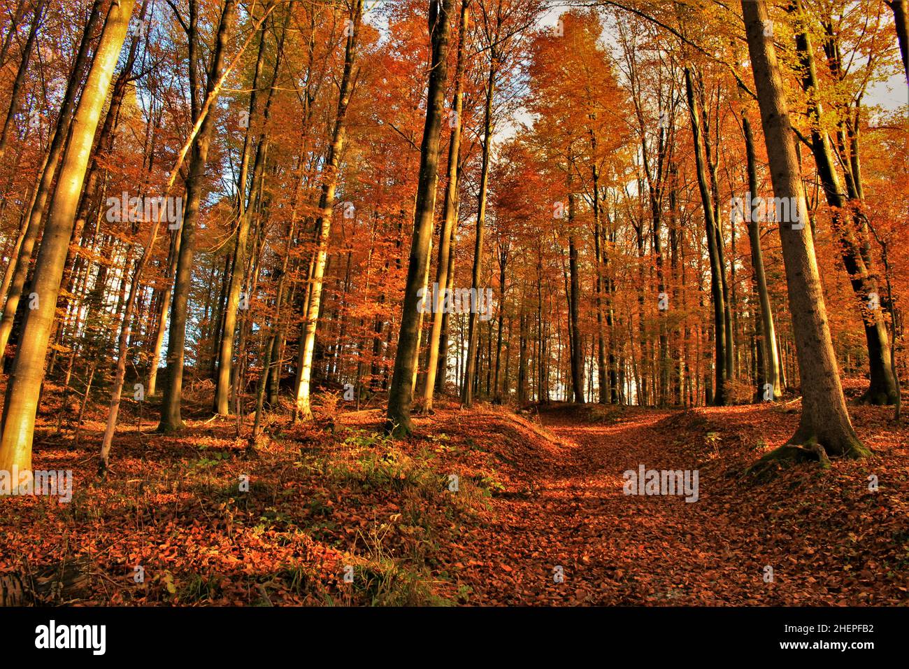Scenario forestale autunnale in montagna (Svizzera) Foto Stock
