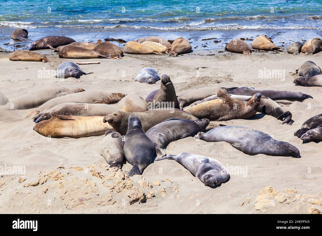 Sealion si trova sulla spiaggia di San Simeon Foto Stock