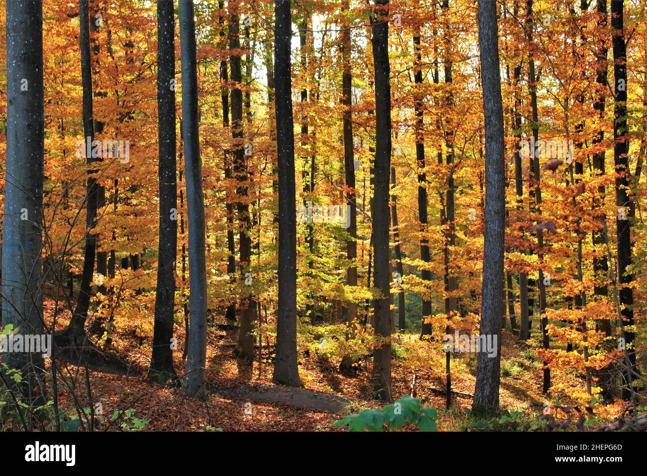 Scenario forestale autunnale in montagna alpina (Uetliberg, Zürich, Svizzera). Scena di foresta autunnale dai colori caldi arancione, giallo e ambra Foto Stock