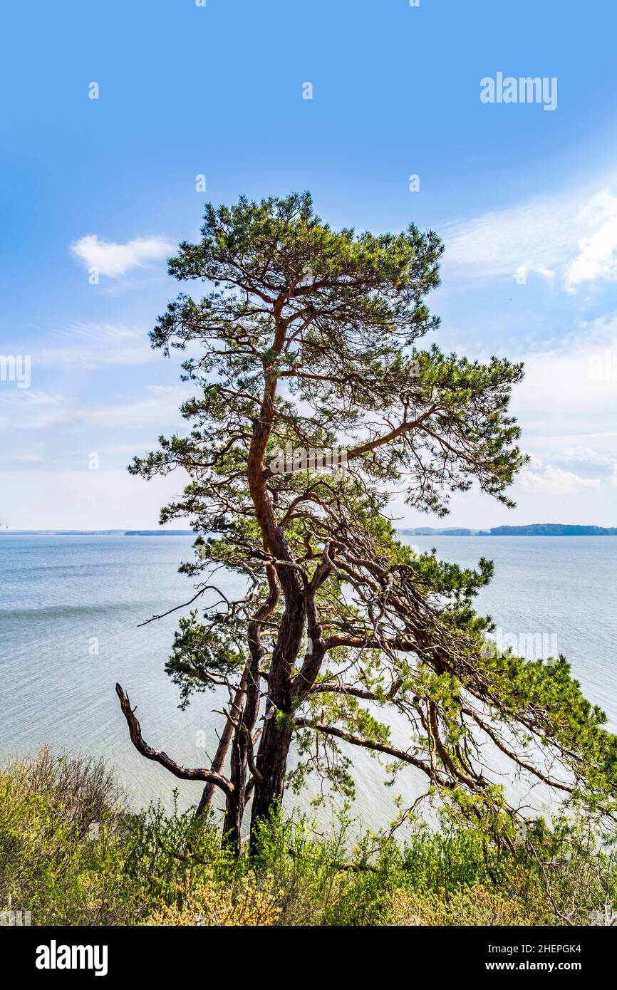 Romantica scogliera ripida con lago a Gnitz in Usedom Foto Stock