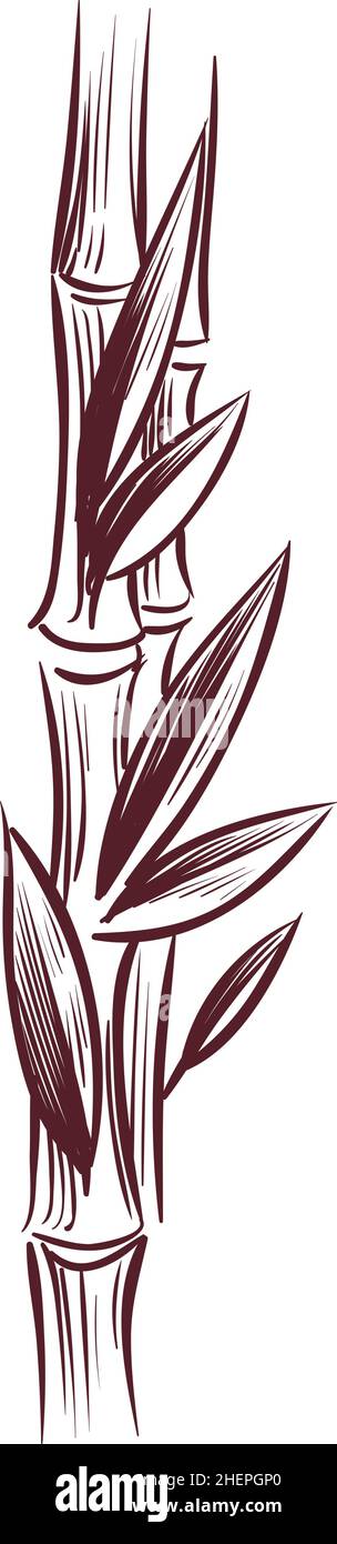 Pianta crescente stelo con foglie. Incisione della canna da zucchero Illustrazione Vettoriale