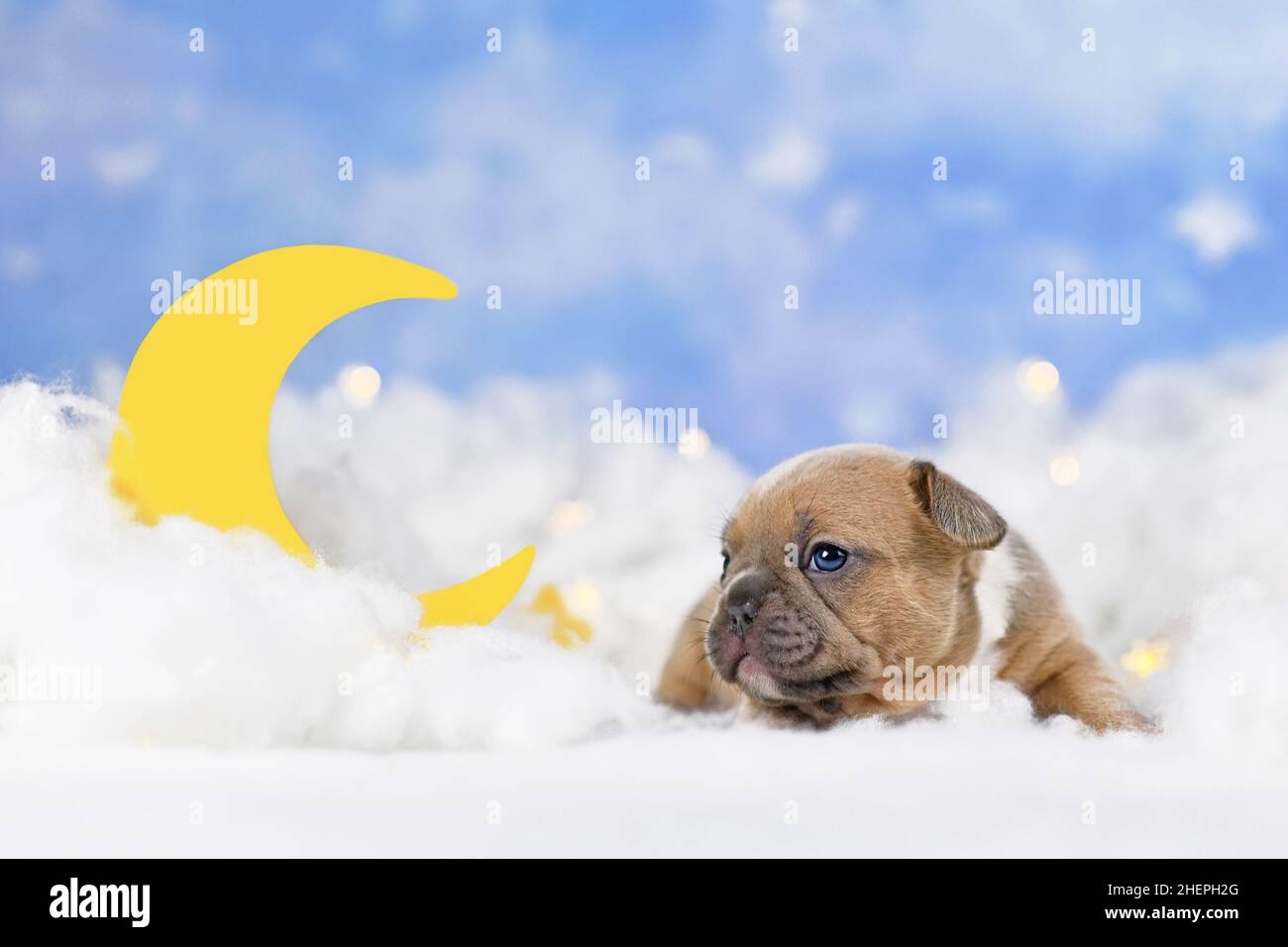 Cucciolo rosso di cane francese rosso Choco tra le nuvole soffici con la luna e le stelle Foto Stock