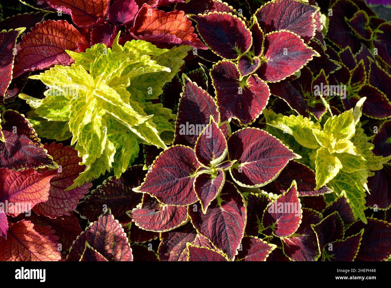 Foglie rosse e verdi di pianta Coleus cultivar Foto Stock