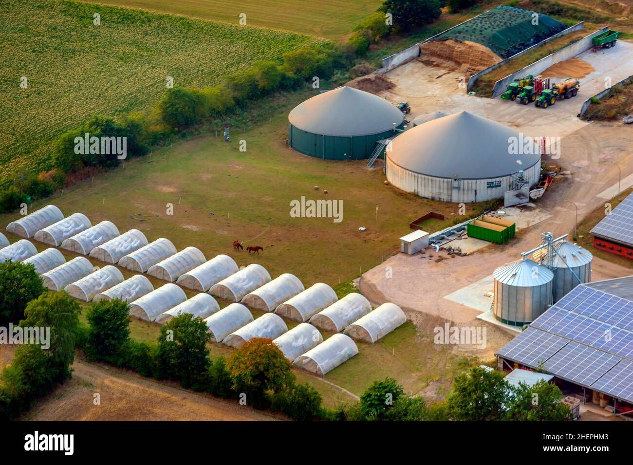 Nuova grande azienda agricola con impianto di ingrasso degli animali e di biogas, essiccazione dei cereali, tunnel di alluminio, vista aerea, Germania, Schleswig-Holstein, Hohenlockstedt Foto Stock