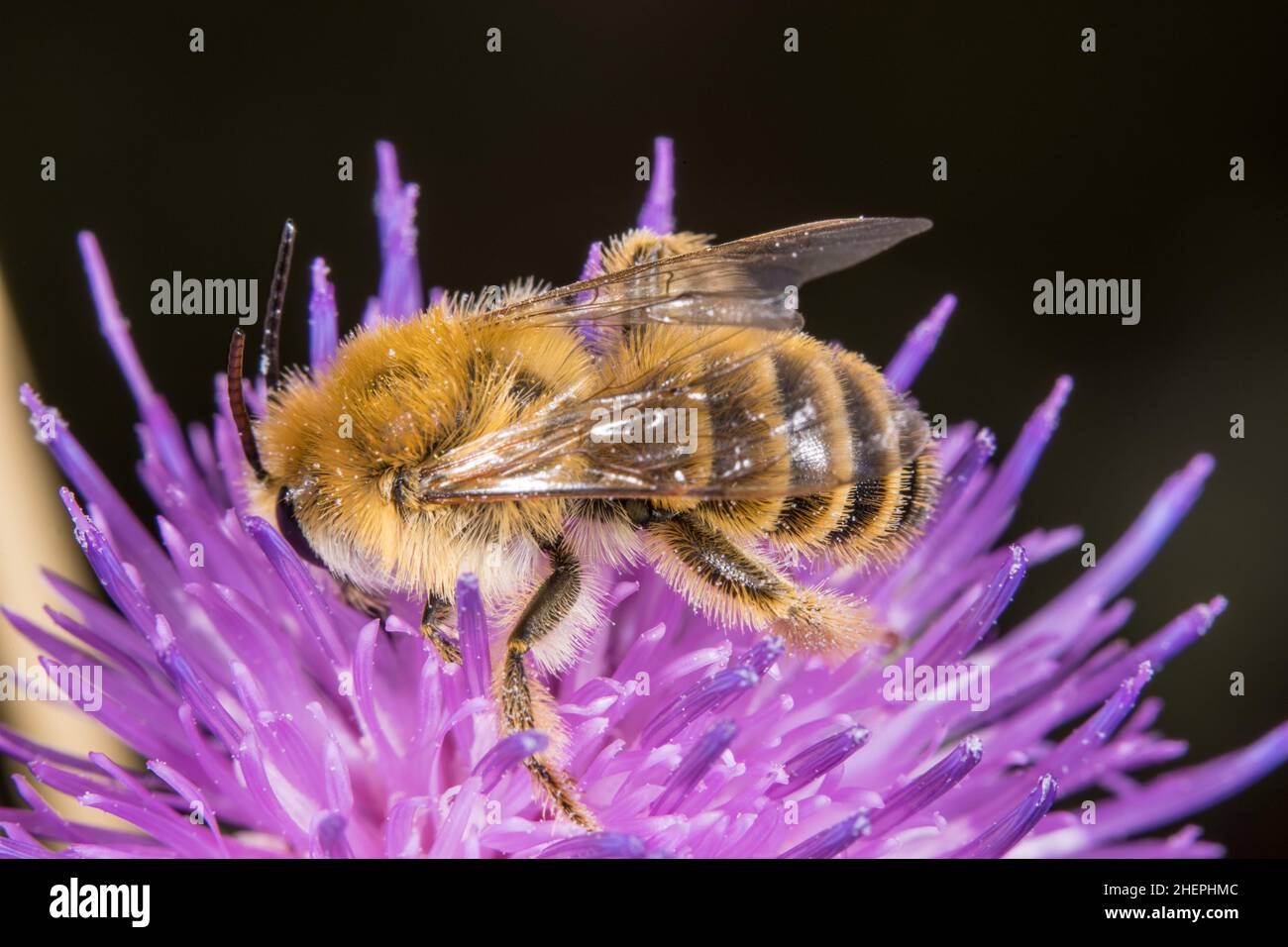 Pantaloon Bee (Dasypoda altercator, Dasypoda plumipes, Dasypoda hirtipes), succhia il nettare da un fiore di cardo, Germania Foto Stock