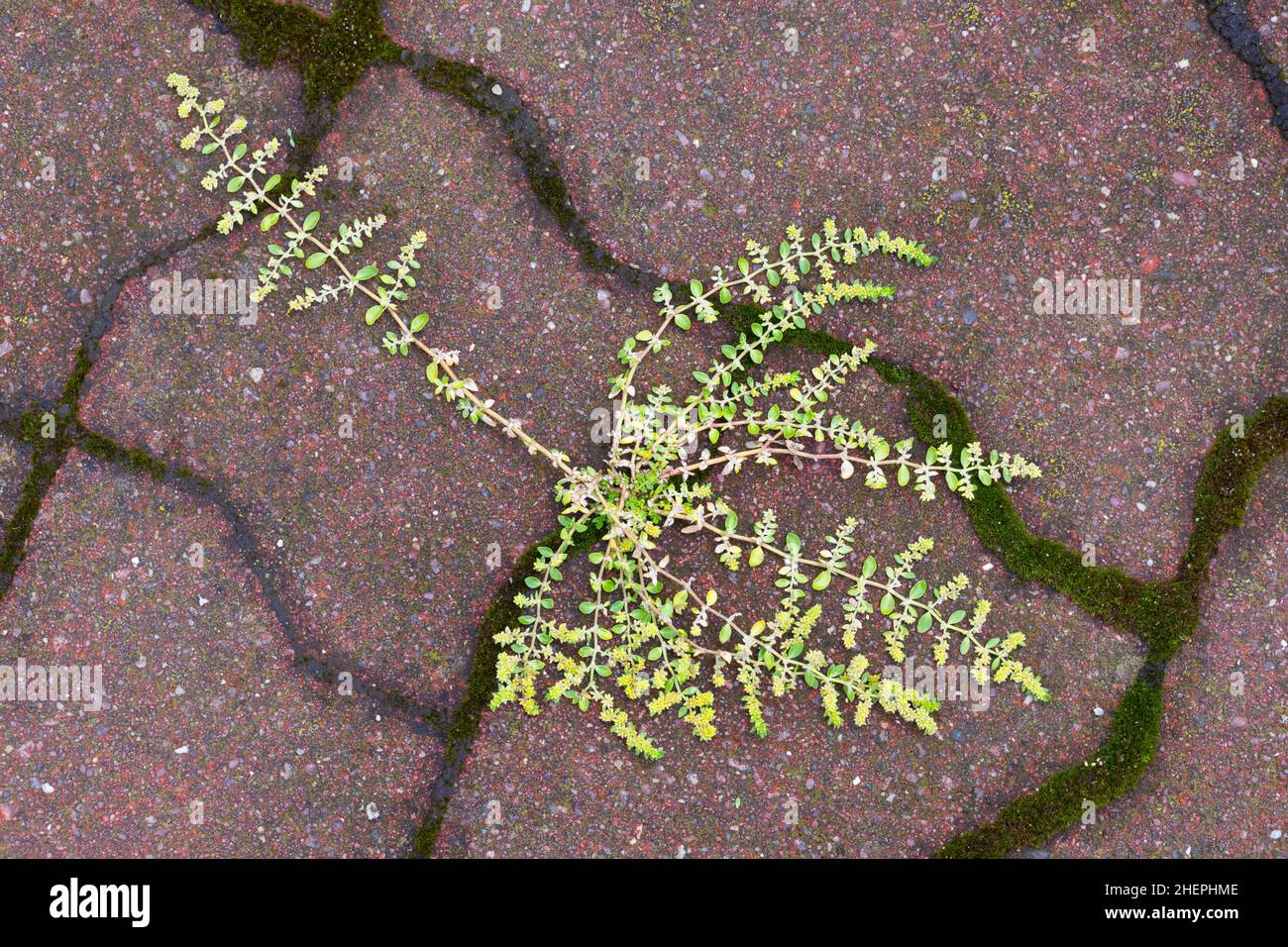 Rutturewort liscio, rutturewort liscio (Herniaria glabra), coltivando su un marciapiede, Germania Foto Stock