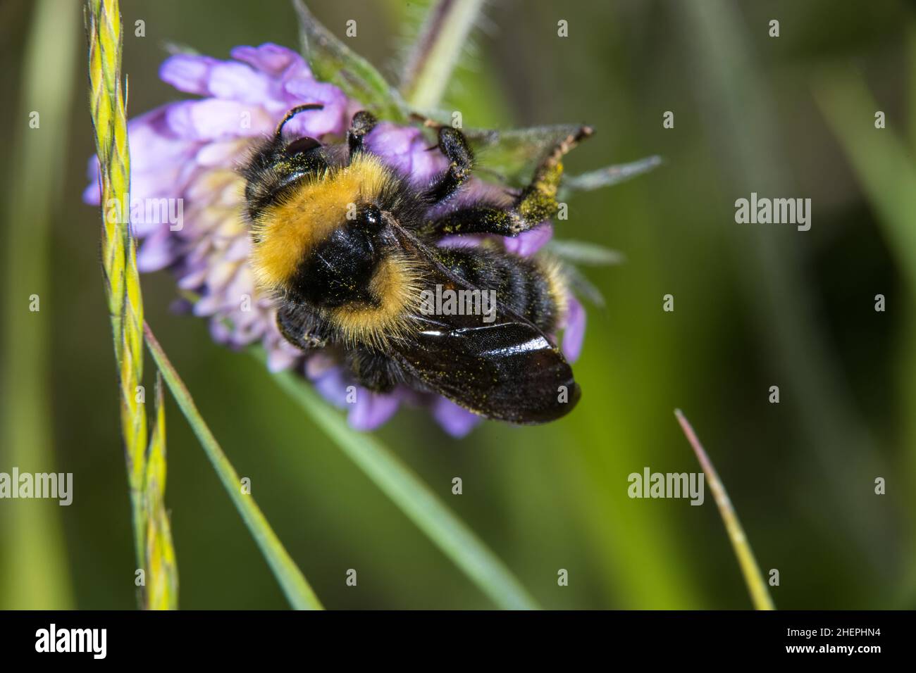 Campo cucù Bumblebee (Bombus campestris, Psithyrus campestris), si siede su un fiore spaventoso, Germania Foto Stock