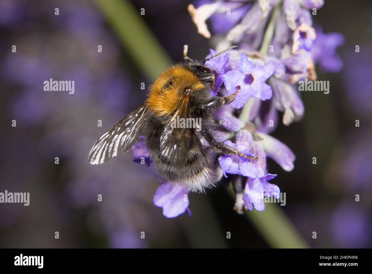 Albero Bumblebee, nuovo Giardino Bumblebee (Bombus hypnorum, Psithyrus hypnorum), succhia nettare da lavanda, Germania Foto Stock