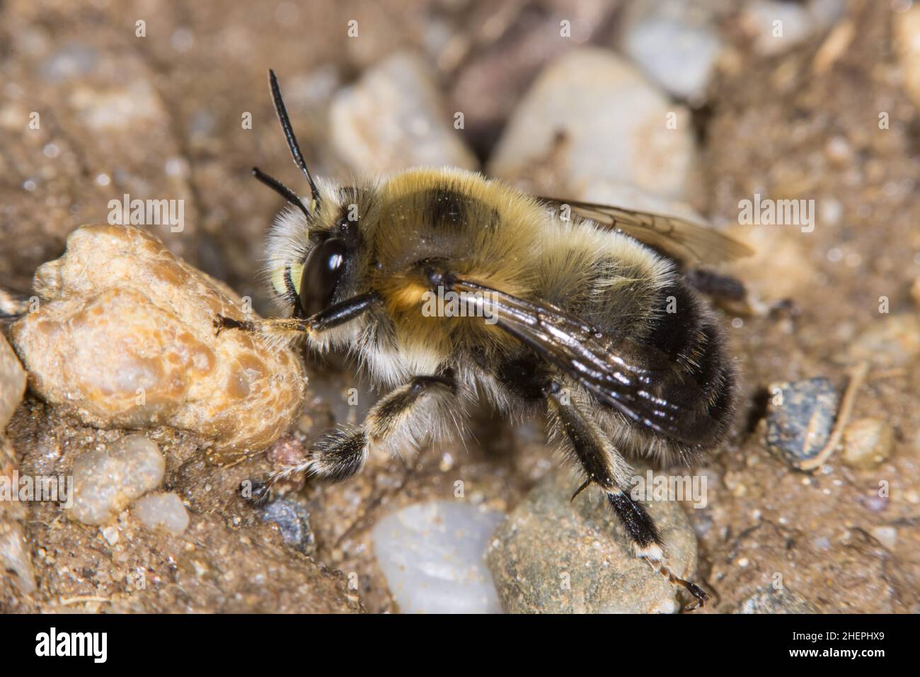 Ape fiore (Anthophora aestivalis, Anthophora intermedia), maschio su terreno sabbioso, Germania Foto Stock