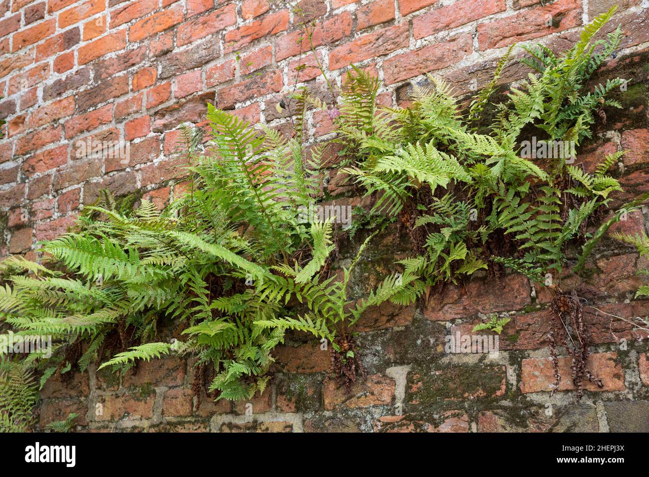 Felce maschio, felce Worm (Dryopteris filix-mas), che cresce su un muro, Germania Foto Stock