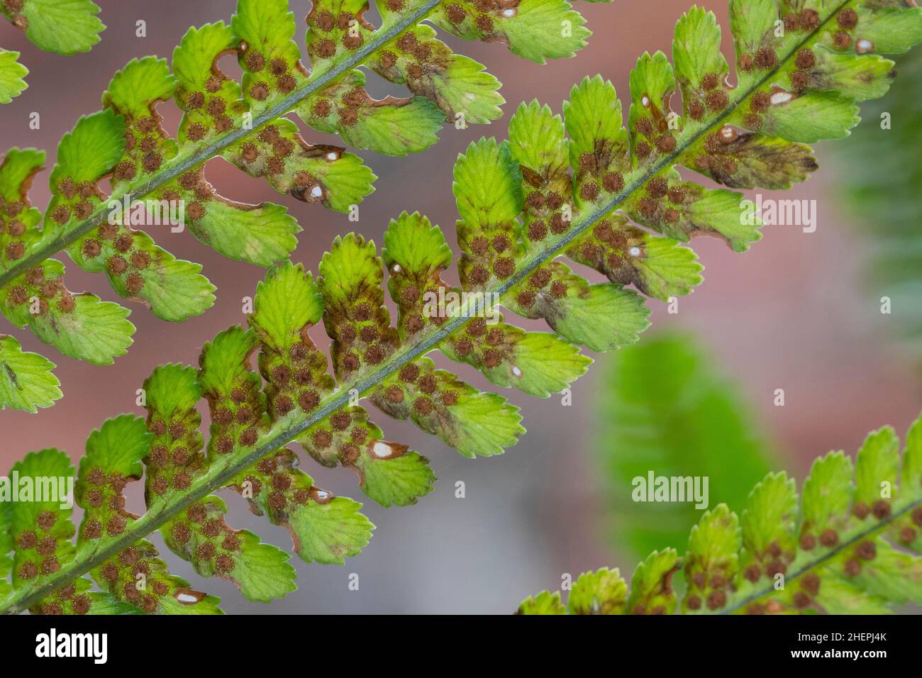 Felce maschio, felce worm (Dryopteris filix-mas), sporangia sul lato inferiore di un fronte, Germania Foto Stock