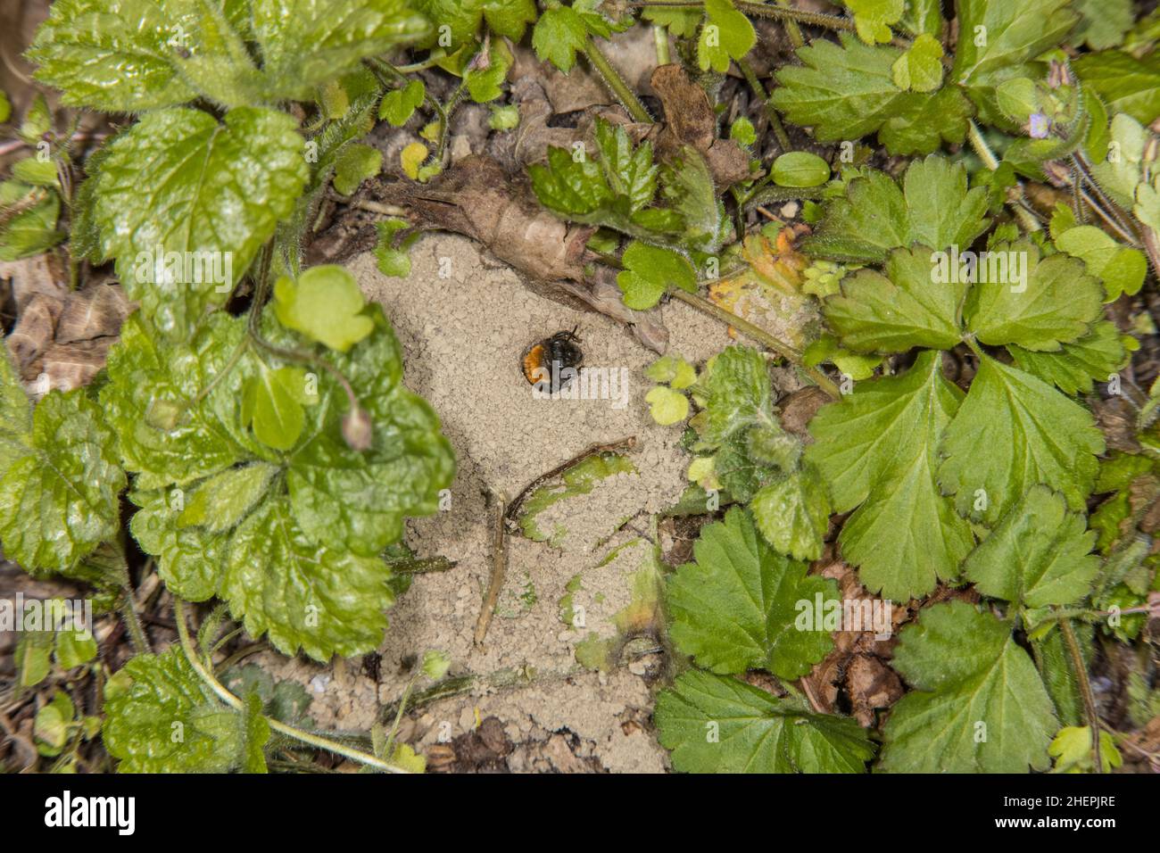 Tawny burrowing ape, Tawny minering ape, Tawny minering-ape (Andrena fulva, Andrena armata), femmina all'ingresso del tubo nido, Germania Foto Stock