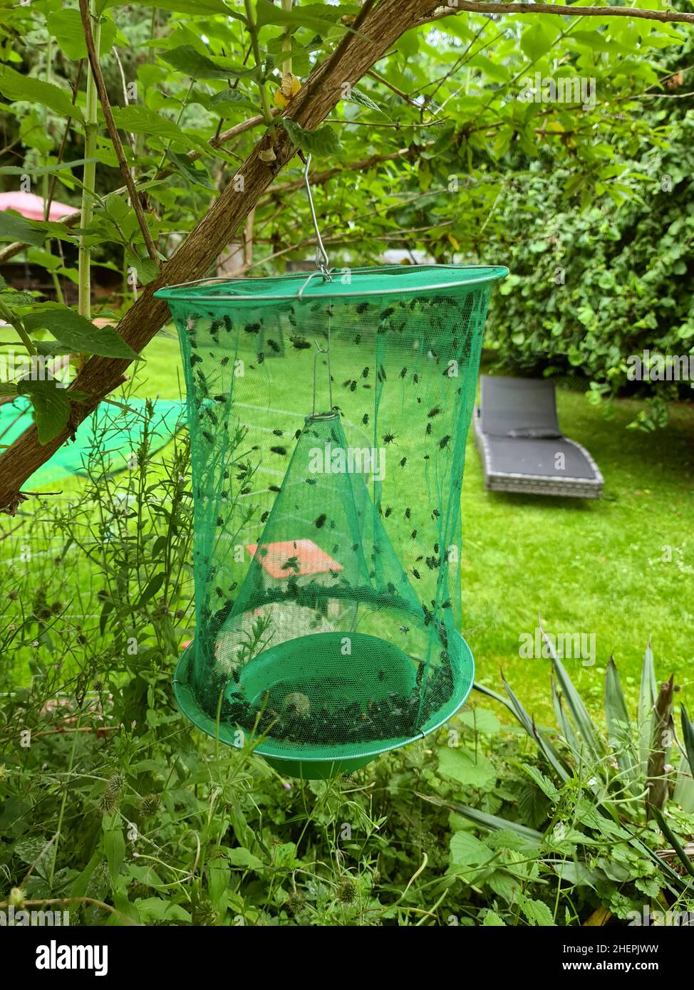 Vere mosche (Brachycera (Diptera)), flytrap riempito nel giardino, Germania Foto Stock