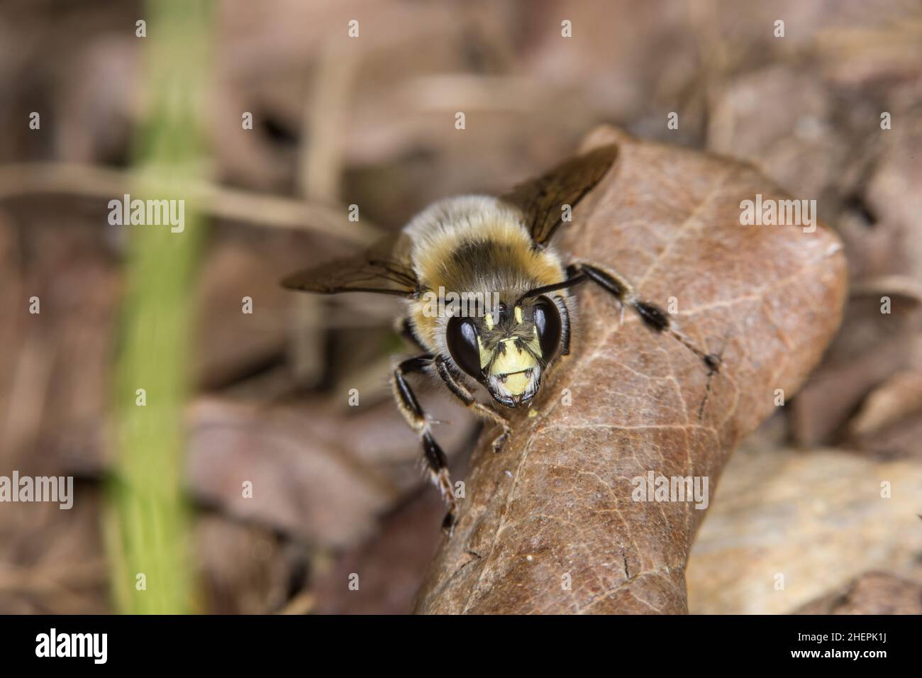 Ape fiore (Anthophora aestivalis, Anthophora intermedia), maschio su foglie cadute, Germania Foto Stock