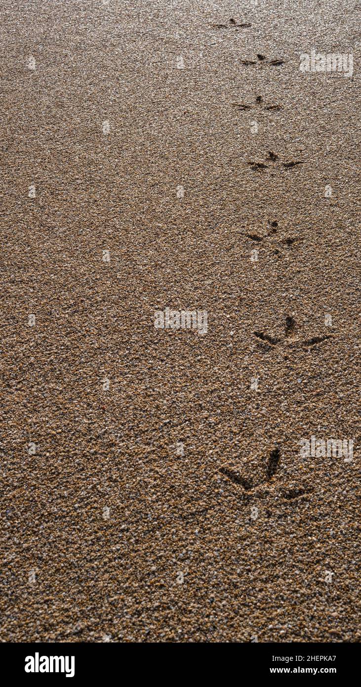 orme di gabbiano sulla sabbia. tracce di animali. Foto Stock