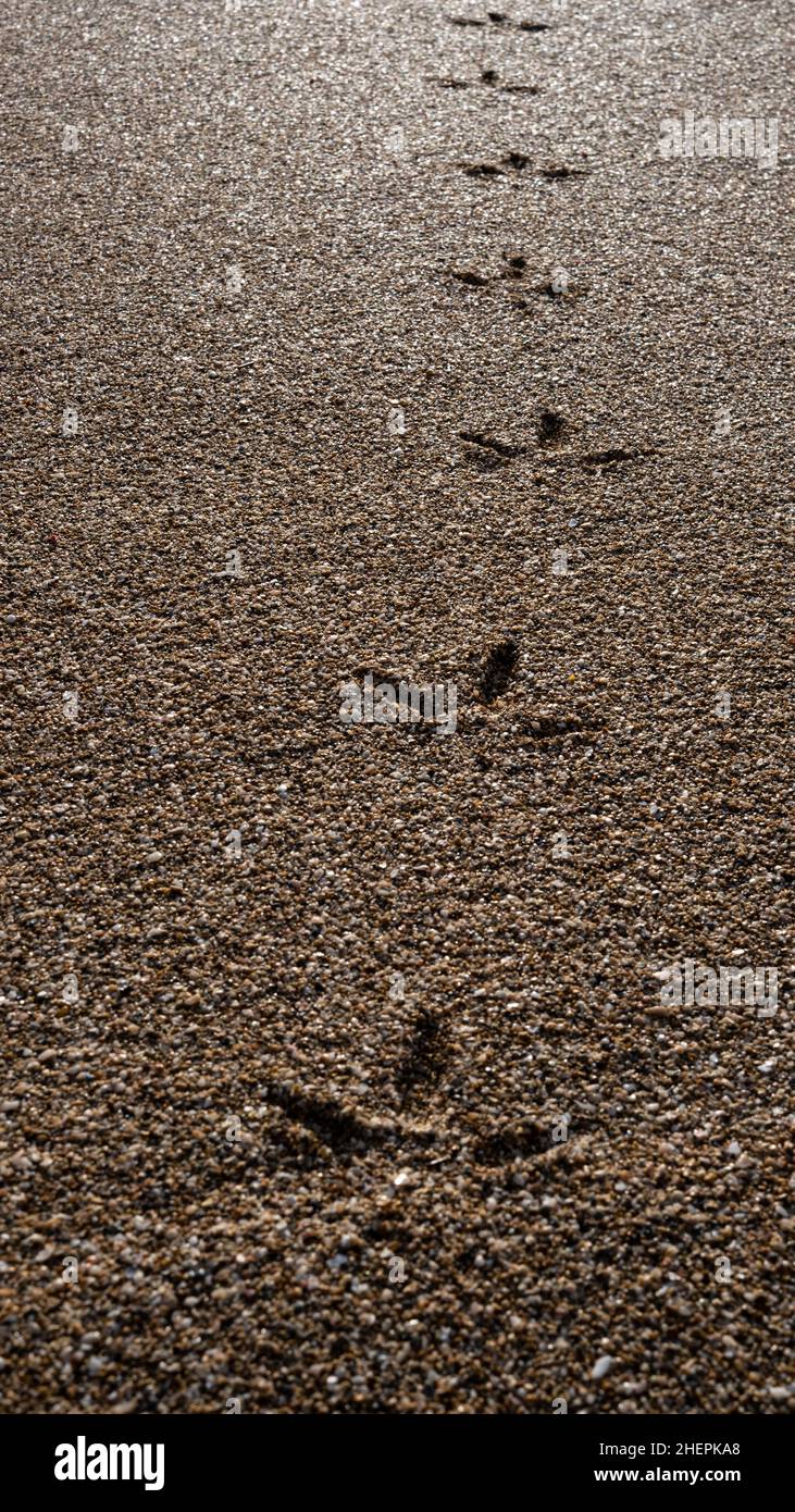 orme di gabbiano sulla sabbia. tracce di animali. Foto Stock