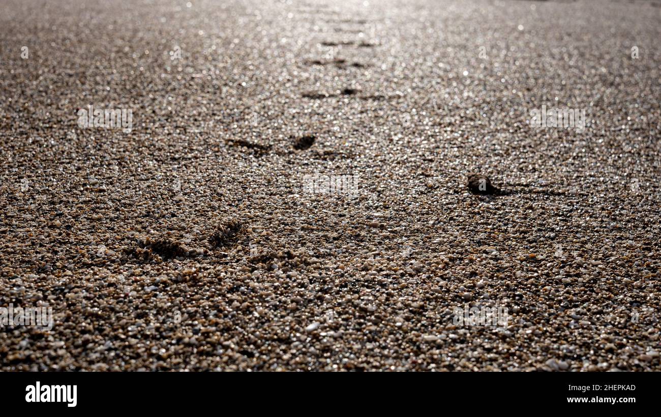 orme di gabbiano sulla sabbia. tracce di animali. Foto Stock