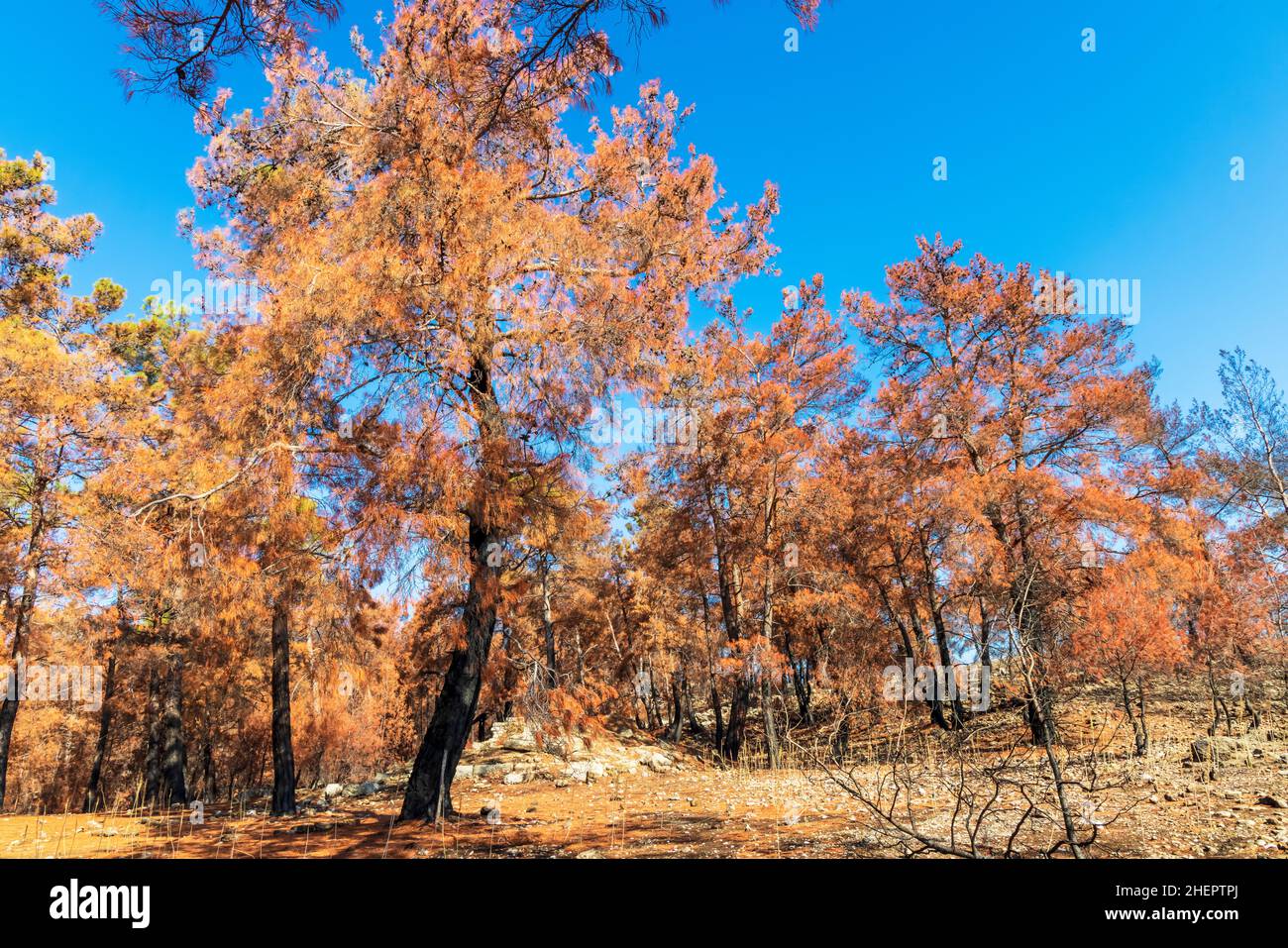Pineta nelle montagne con alberi danneggiati dal fuoco nella zona del distretto di Manavgat della provincia di Antalya nel sud della Turchia. Foto Stock