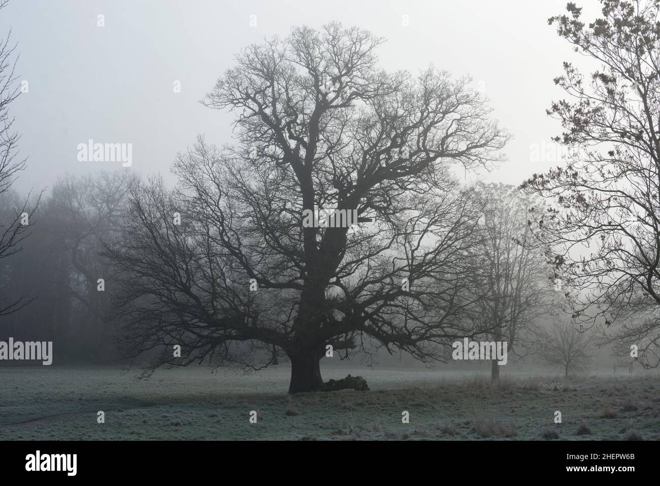 Un grande albero di quercia nella nebbia d'inverno, Priory Park, Warwick, Warwickshire, Inghilterra, REGNO UNITO Foto Stock