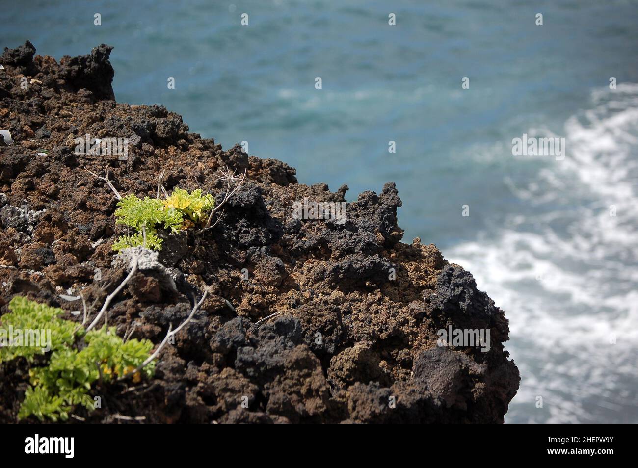 Finocchio gigante (Ferula communis) vicino a Salinas de Fuencaliente, all'estremità meridionale di la Palma, Isole Canarie, Spagna. Foto Stock