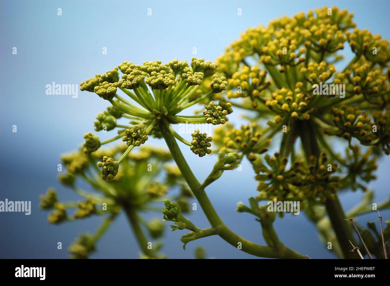 Finocchio gigante (Ferula communis) vicino a Salinas de Fuencaliente, all'estremità meridionale di la Palma, Isole Canarie, Spagna. Foto Stock