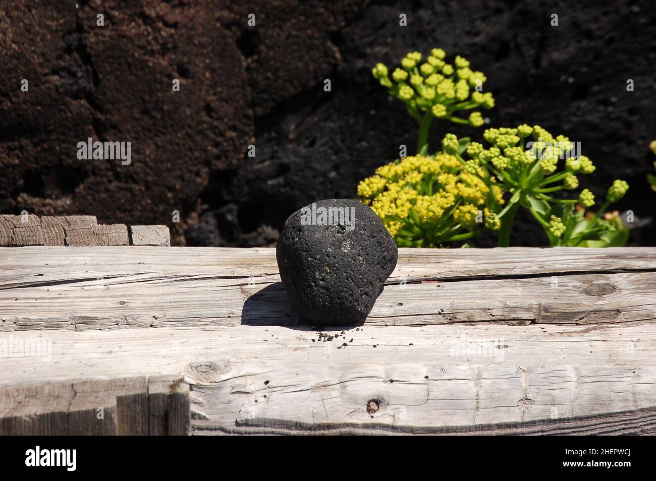 Finocchio gigante (Ferula communis) vicino a Salinas de Fuencaliente, all'estremità meridionale di la Palma, Isole Canarie, Spagna. Foto Stock