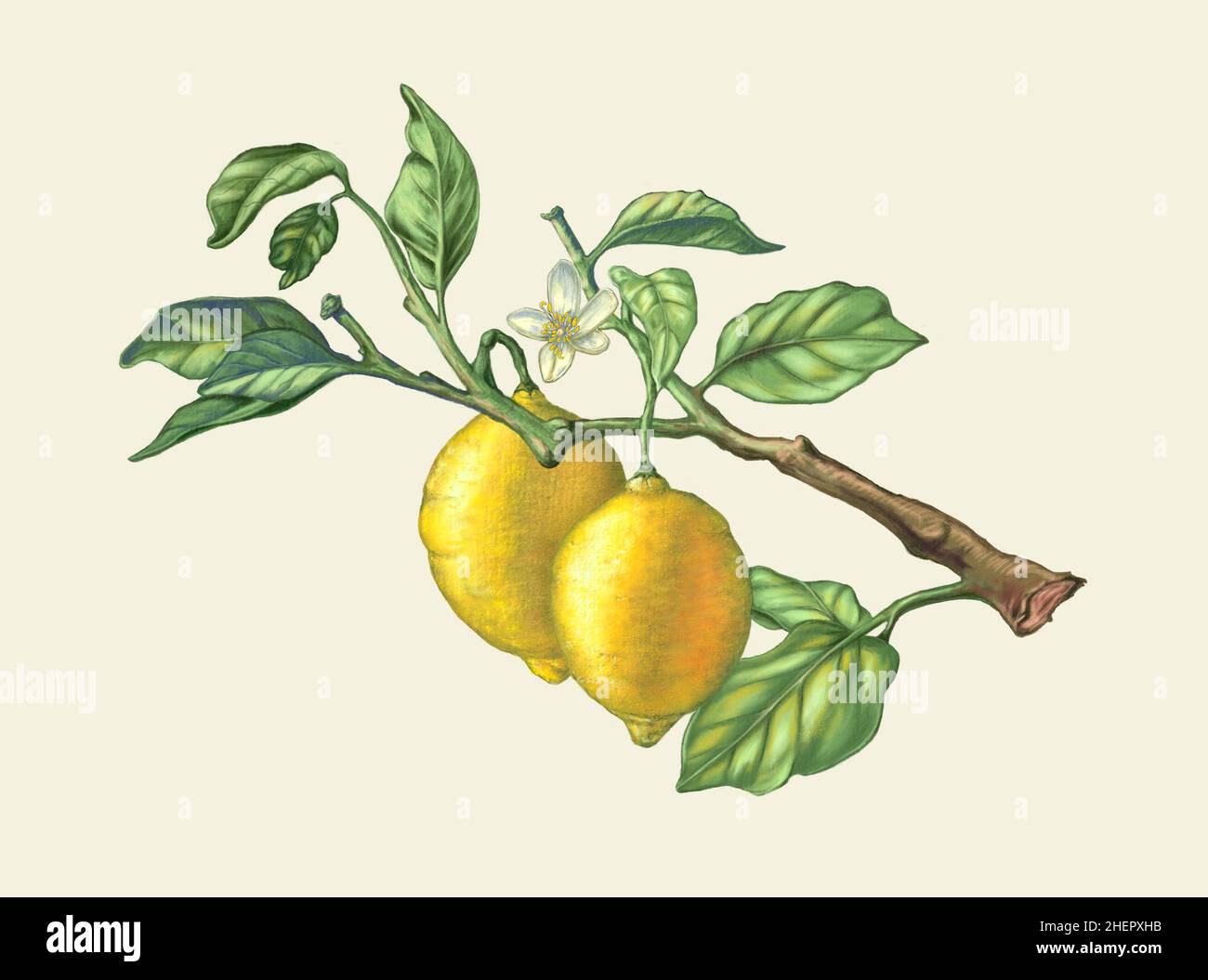 Due limoni su un ramo con foglie. Illustrazione digitale. Foto Stock