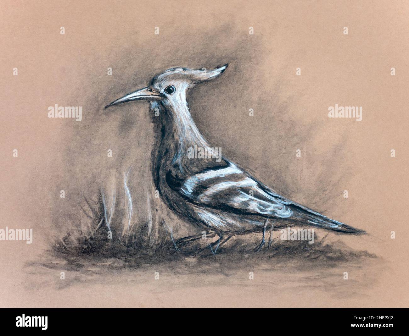 Disegno di carbone di Hoopoe Eurasian su carta tonata. Illustrazione tradizionale. Foto Stock