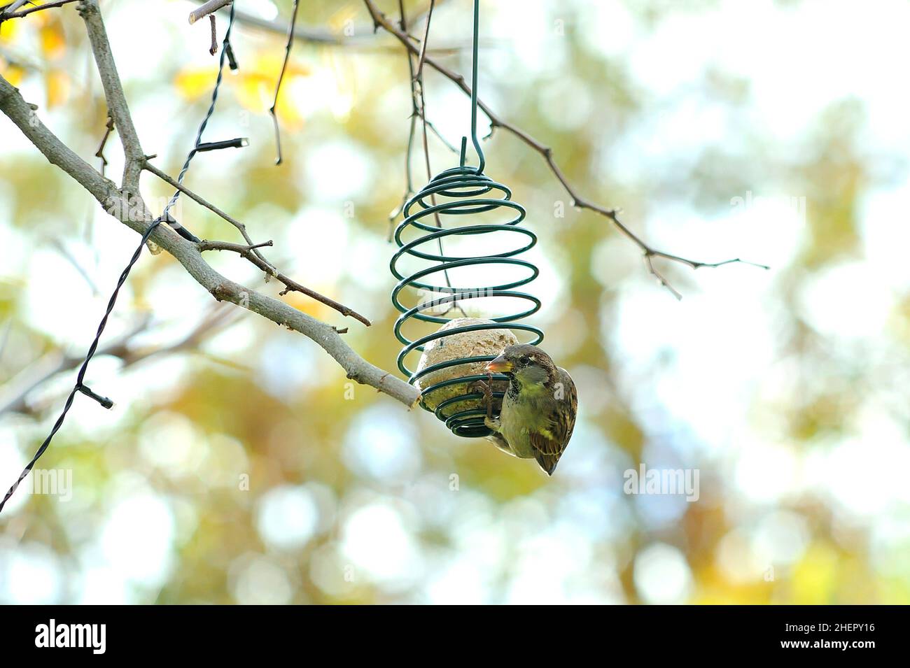 L'uccello selvatico che alimenta su una sfera grassa appesa ad un albero. Foto Stock