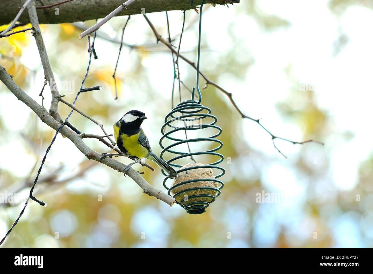 Titmouse selvatico grande (parus maggiore) che si aggira intorno ad una sfera grassa appesa ad un albero. Foto Stock