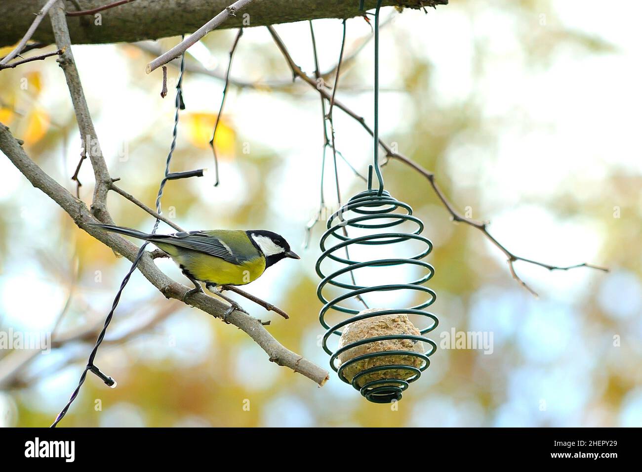 Titmouse selvatico grande (parus maggiore) che guarda ad una sfera grassa appesa ad un albero. Foto Stock