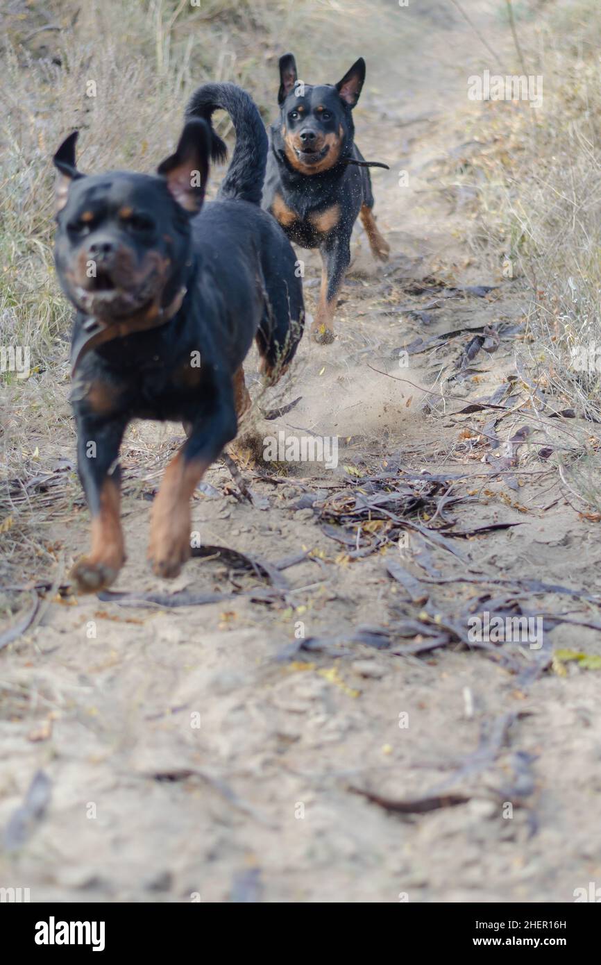 Movimento sfocato, sfocatura, rumore, effetto grana. Due Rottweiler che corrono l'uno dopo l'altro su un percorso sporco. Cani frolic, sollevando soffi di polvere. Animali domestici. Selez Foto Stock