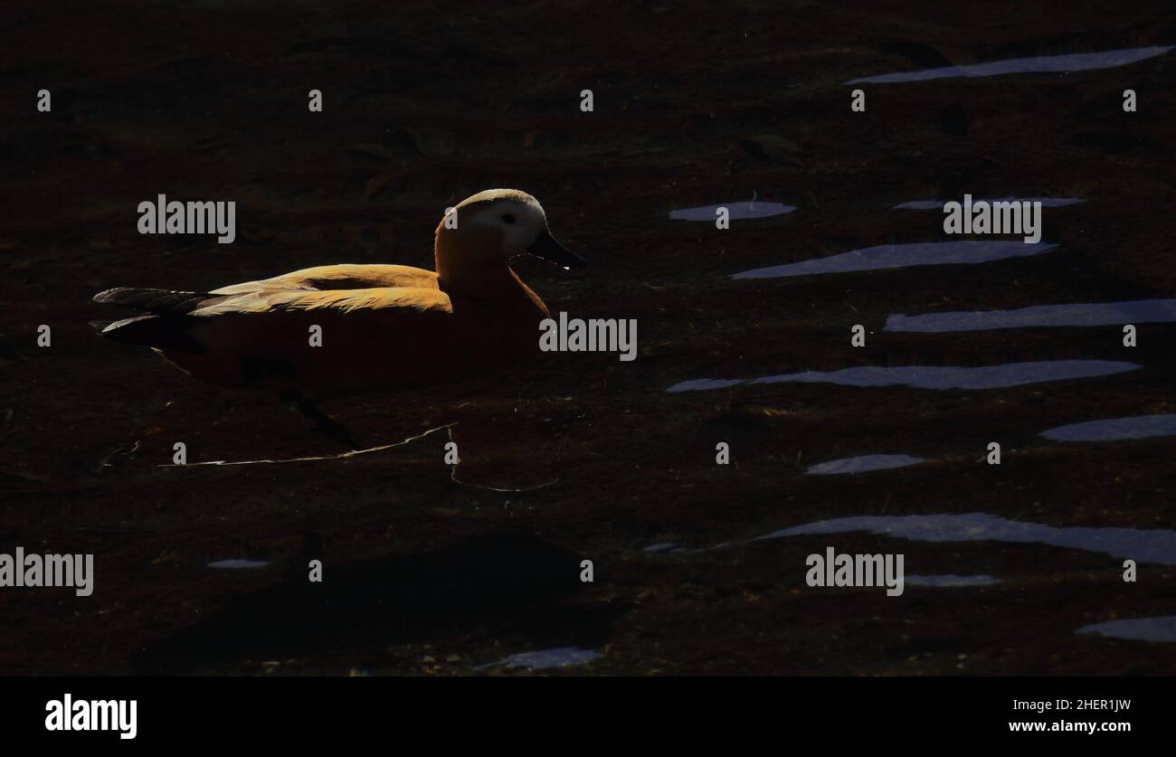 una bella shelanatra ruddy o anatra brahminy (tadorna ferruginea) nel lago madhuri vicino a tawang in arunachal pradesh, india nord-orientale Foto Stock