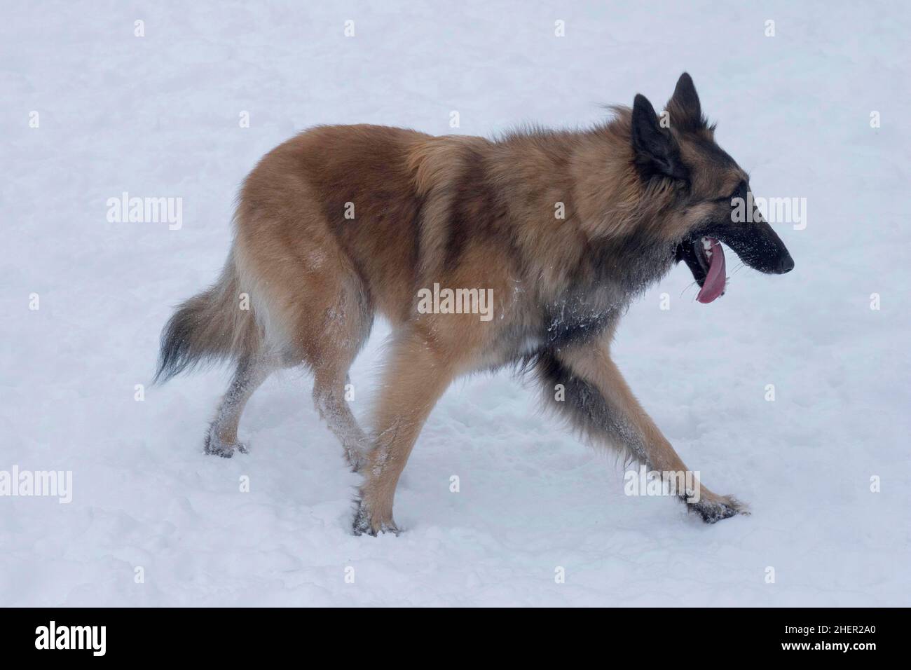 Il cucciolo di tervuren, il cane da pastore belga, cammina su una neve bianca nel parco invernale. Animali domestici. Cane purebred. Foto Stock