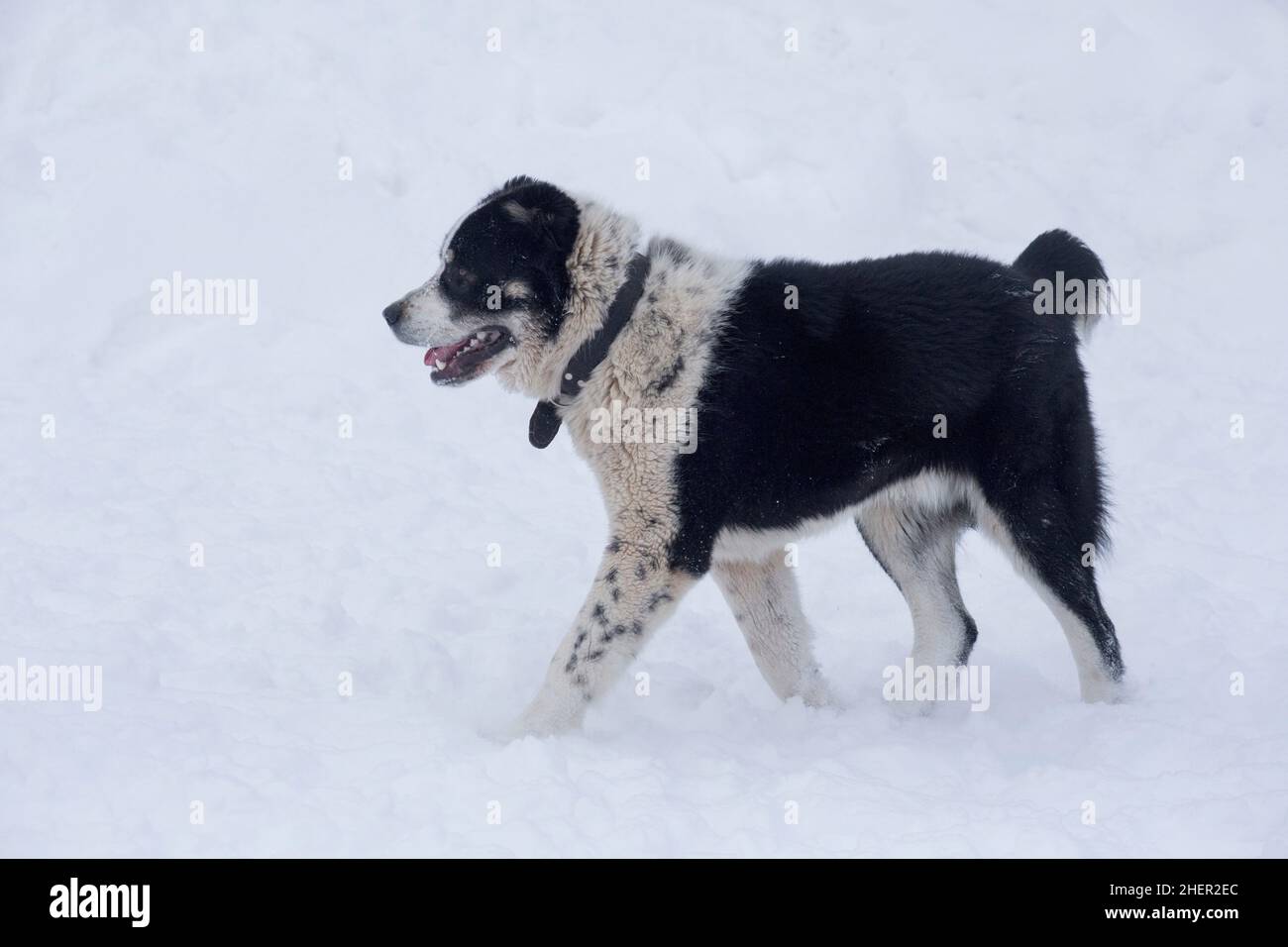 Carino pastore asiatico centrale cane cucciolo sta camminando su una neve bianca nel parco invernale. Animali domestici. Cane purebred. Foto Stock