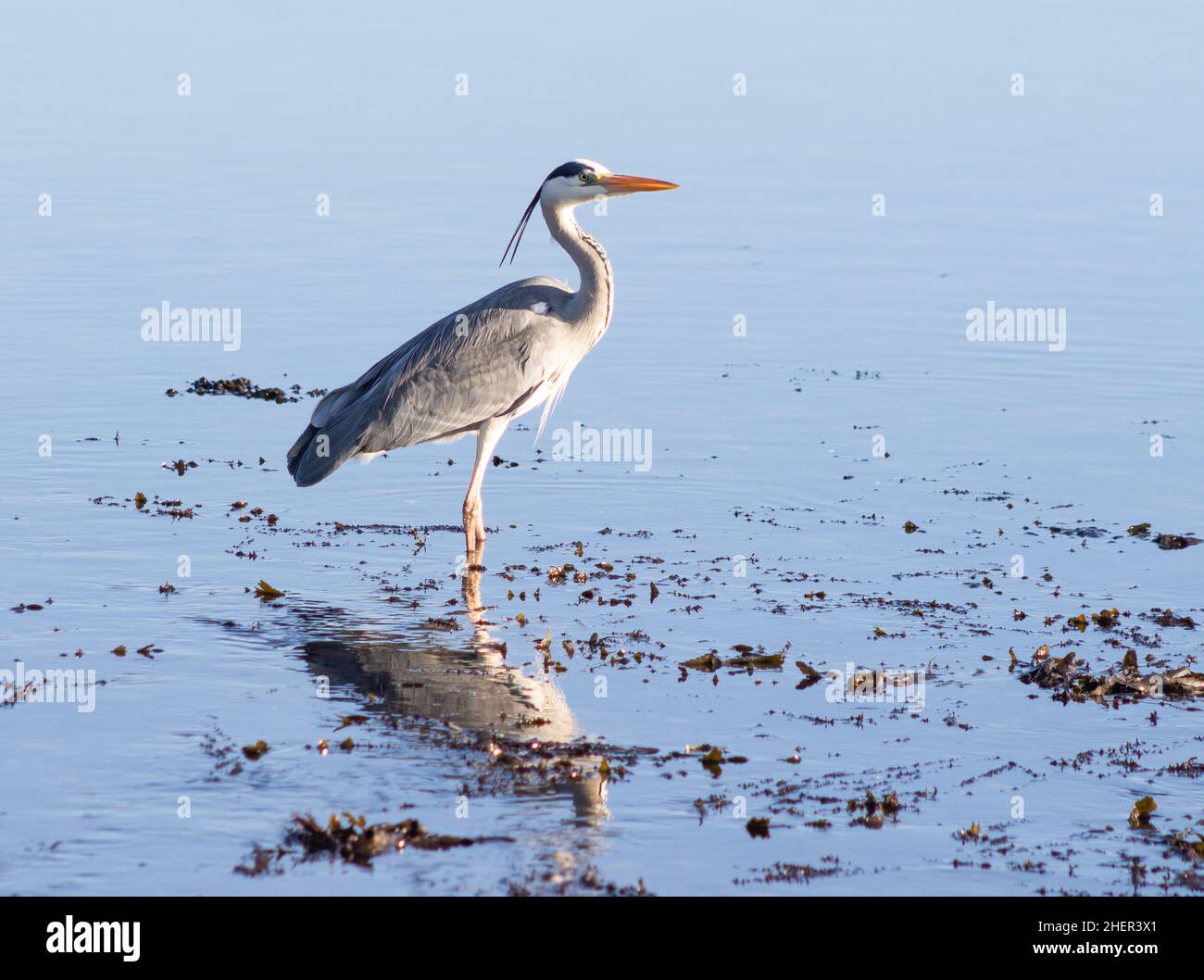 Grey Heron Ardea cinerea in piumaggio adulto pieno con riflessione in acqua Foto Stock