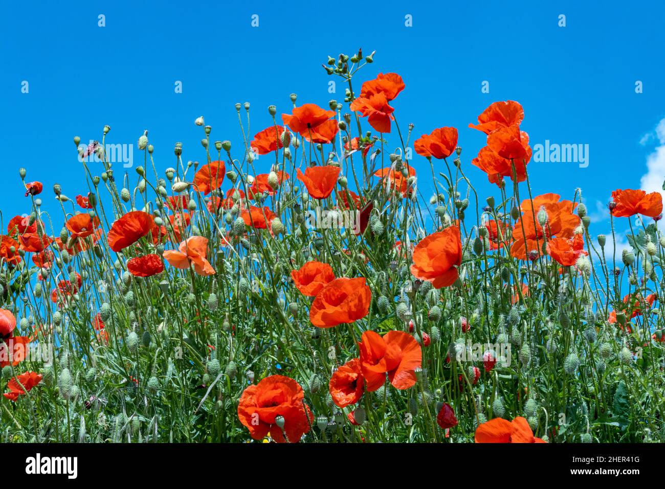 scenico campo di fiori di papavero con intenso colore rosso e blu del cielo Foto Stock