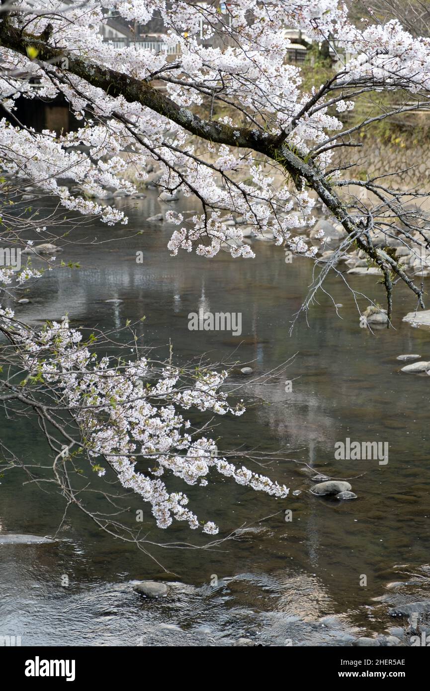 Fiore, ciliegio fiore sakura albero ramo, appeso su un fiume. Primavera. Foto Stock