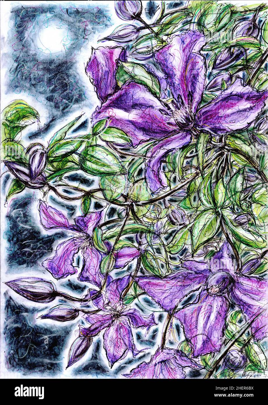 Illustrazione a colori di Clematis viola in piena fioritura contro un cielo blu scuro. Foto Stock