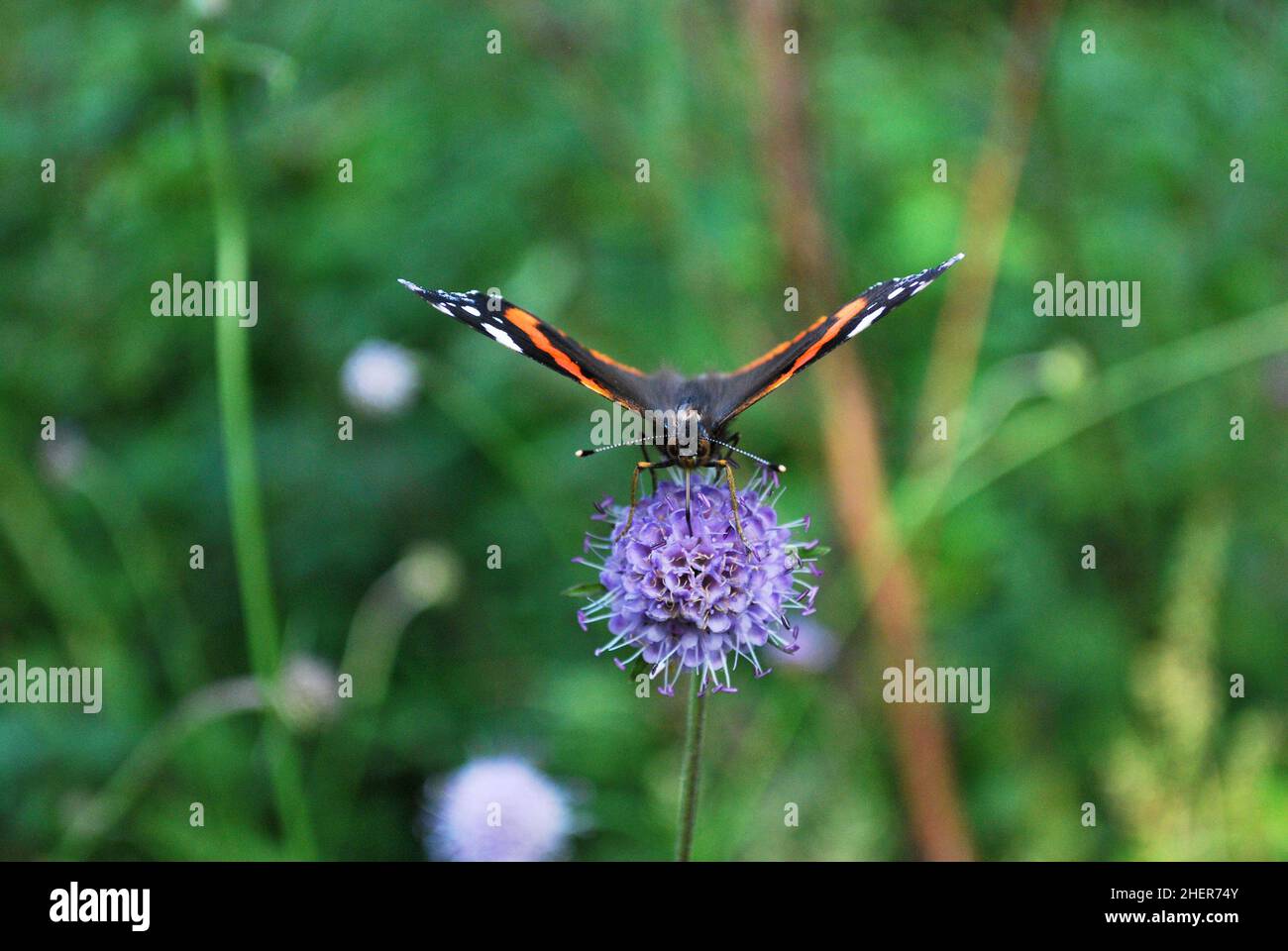 Primo piano di una farfalla ammiraglio rossa (vanessa atalanta) che raccoglie nettare da un fiore un po' spaventoso del diavolo - vista frontale con proboscis visibile Foto Stock