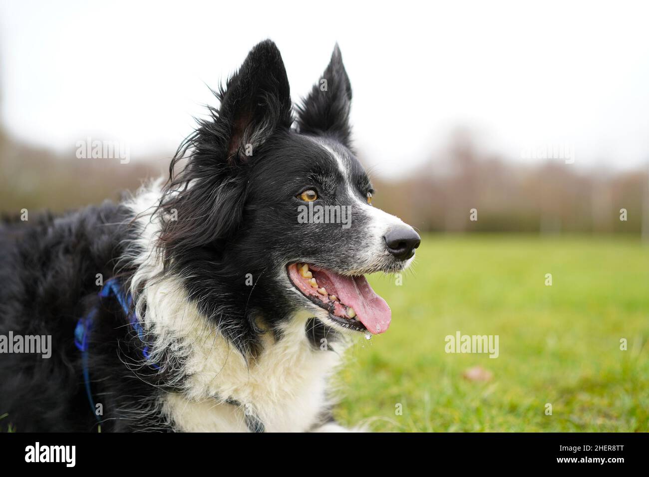 Primo piano di confine collie cane isolato all'aperto nel parco pubblico del Regno Unito, ansimando con la lingua fuori, in attesa pazientemente per il proprietario di lanciare la palla! Foto Stock