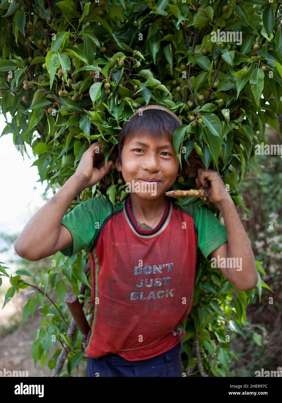 Vishnu di 13 anni che trasporta i rami 'del mayale' raccolti per usare come alimentazione del bestiame a Tansen, Nepal. Foto Stock