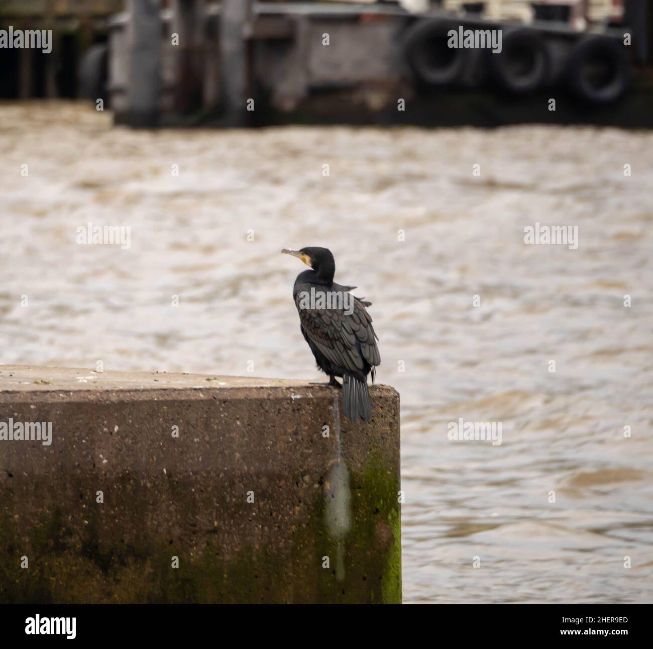 Europeo o comune Shag sul Tamigi a Londra specie di cormorano Foto Stock