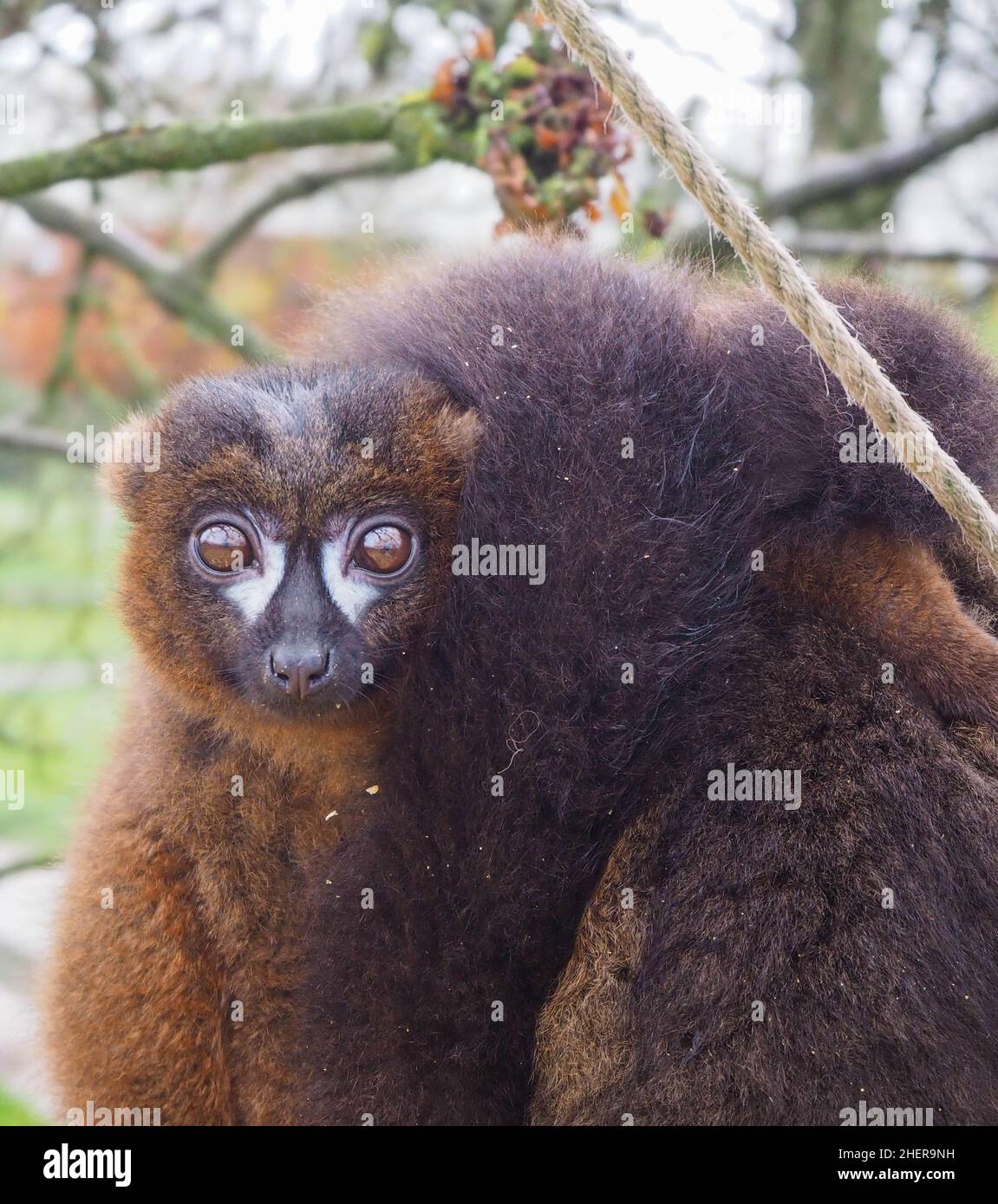 Lemur marrone comune sedette sul suo rifugio guardando gli altri Foto Stock