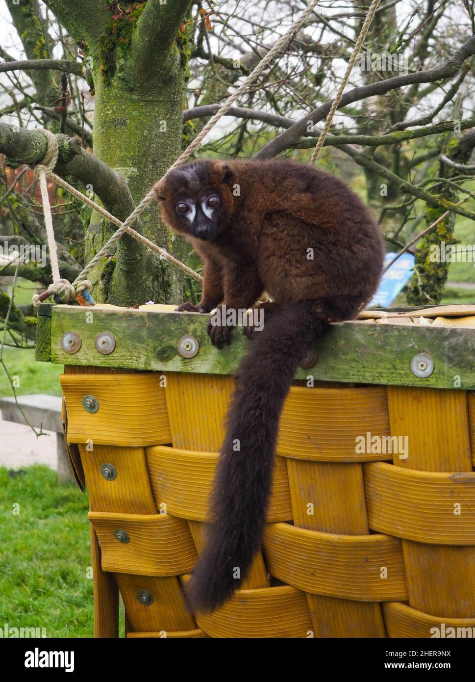 Lemur marrone comune sedette sul suo rifugio guardando gli altri Foto Stock