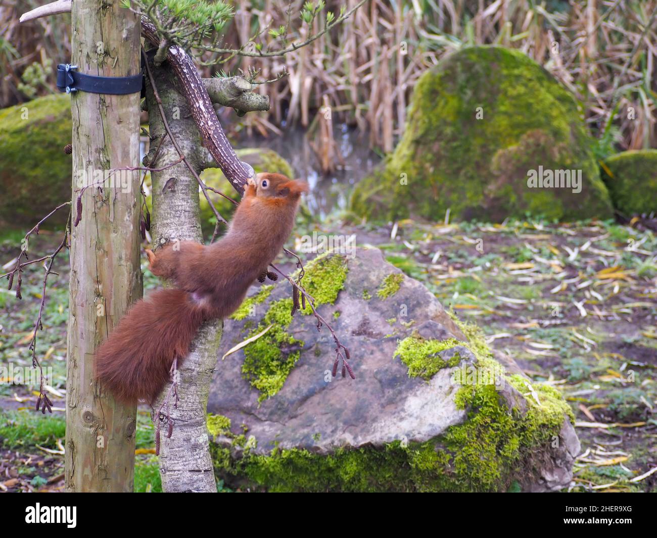 Lo scoiattolo rosso o scoiattolo rosso eurasiatico è una specie di scoiattolo che mastica su una formella di cervo Foto Stock
