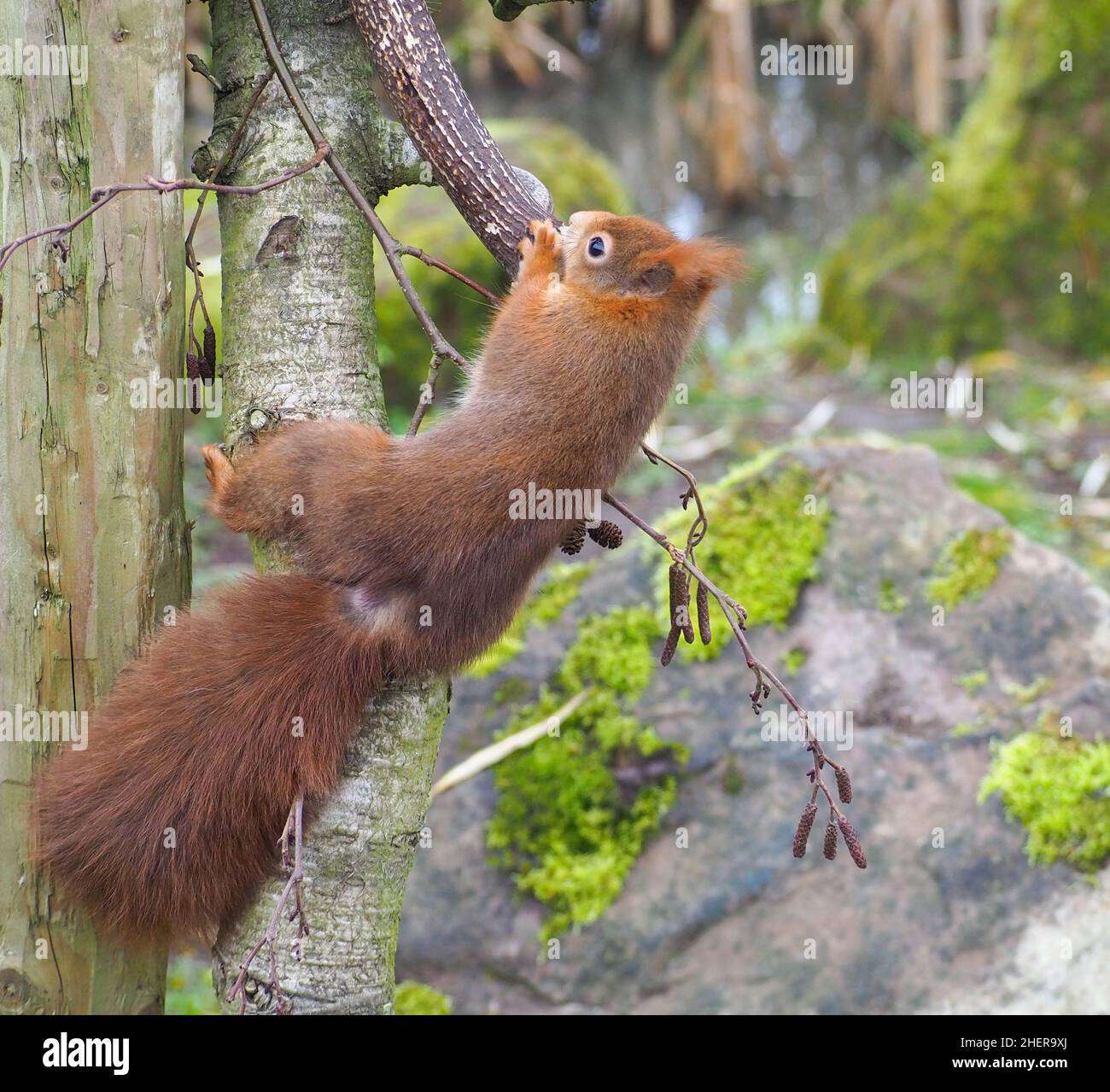 Lo scoiattolo rosso o scoiattolo rosso eurasiatico è una specie di scoiattolo che mastica su una formella di cervo Foto Stock