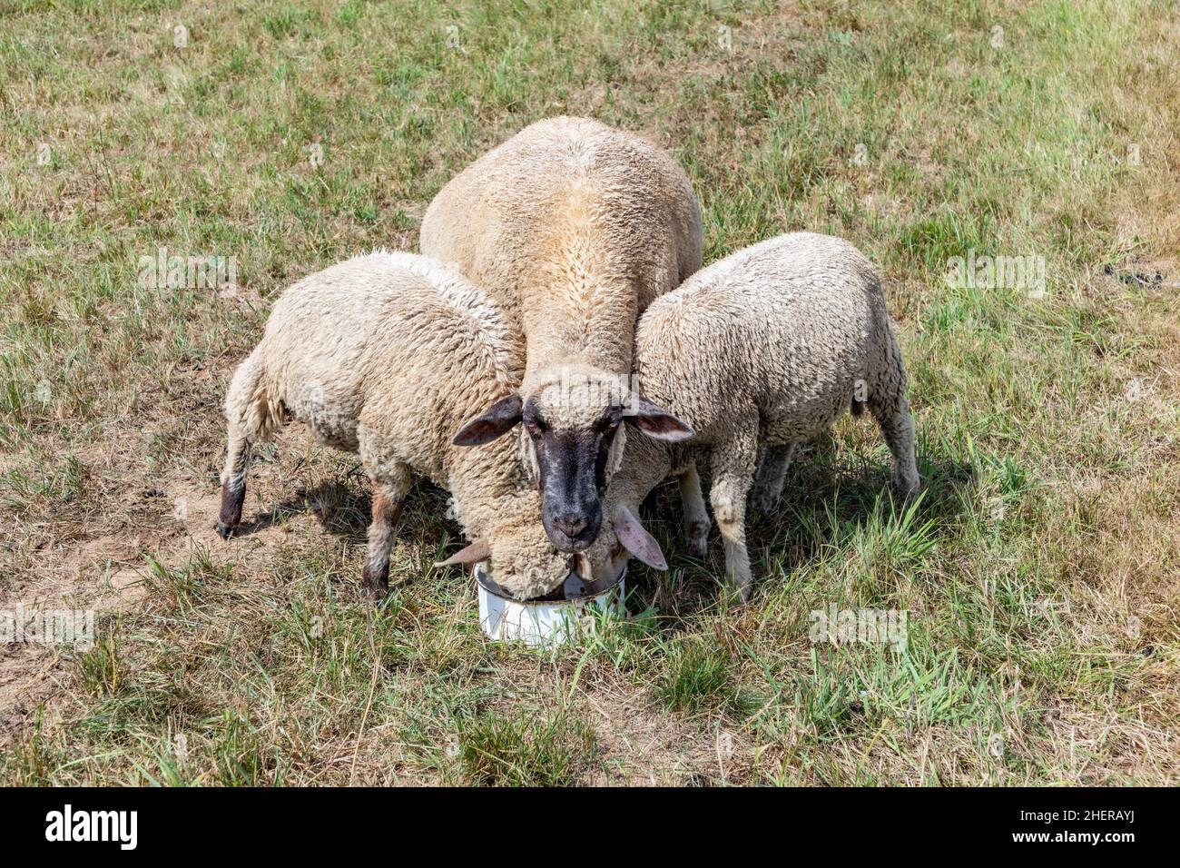 pecore stanno pascolare al prato verde Foto Stock