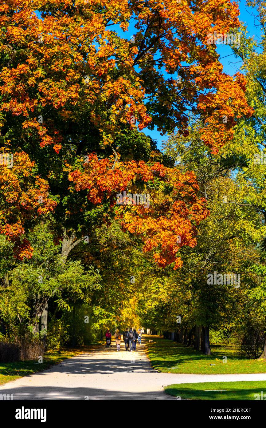 Colorato paesaggio autunnale con foglie di alberi gialli, arancioni e rossi nel parco forestale Royal Lazienki Krolewskie a Varsavia, nella regione polacca di Mazovia Foto Stock