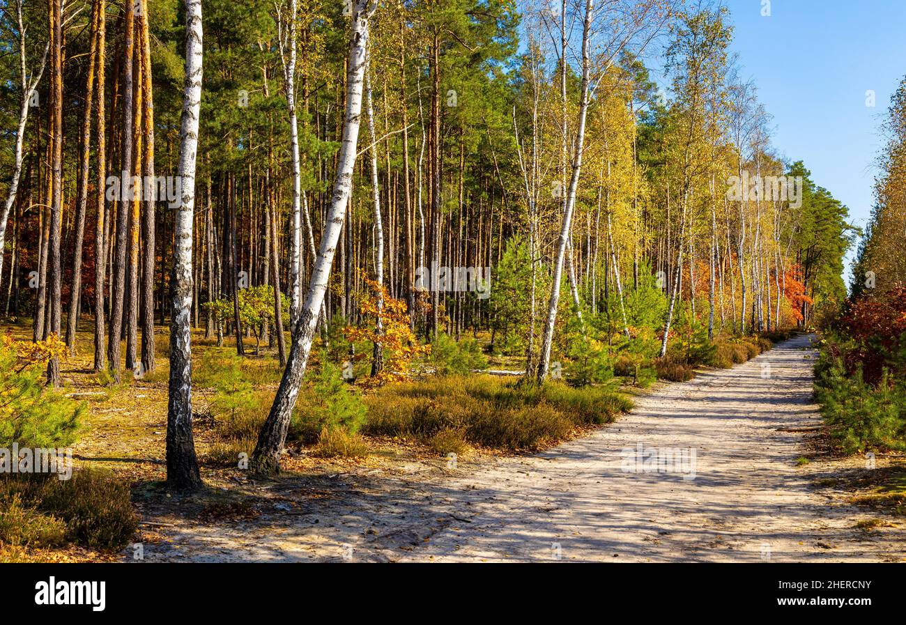 Primo autunno panorama di foresta mista Thicket nel Mazowiecki Landscape Park nella città di Celestynow vicino Varsavia nella regione di Mazovia in Polonia Foto Stock